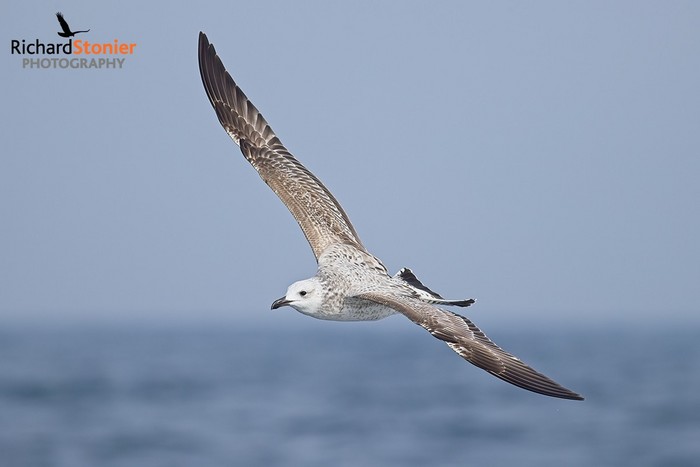 Caspian Gull