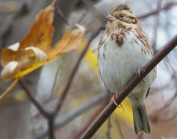 Rustic Bunting