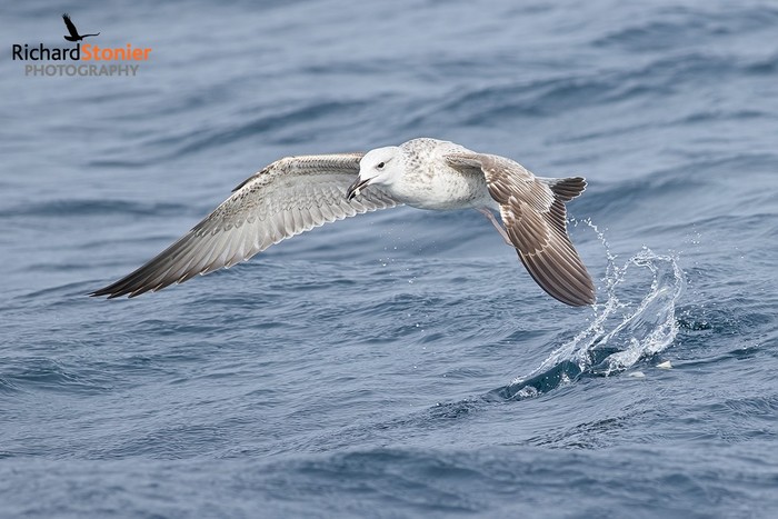 Caspian Gull