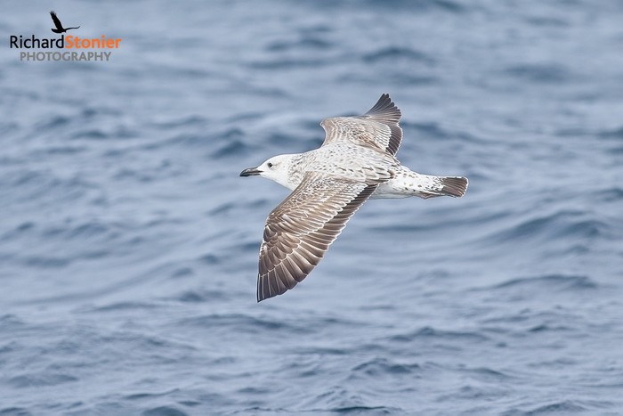 Caspian Gull