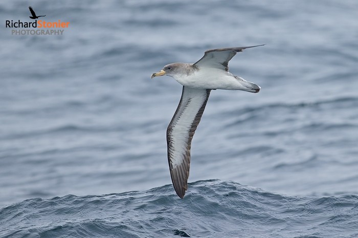 Cory's Shearwater
