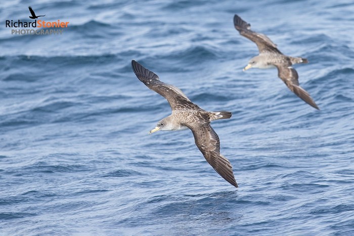 Cory's Shearwater