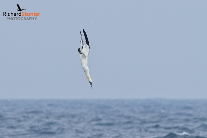 Gannet