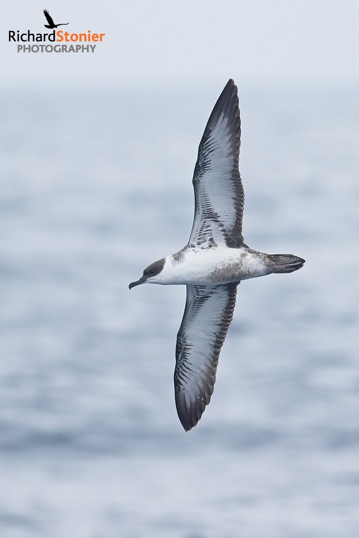 Great Shearwater
