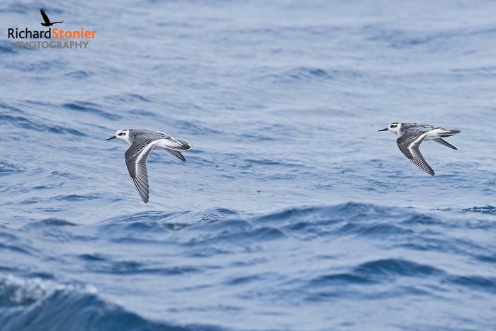 Grey Phalarope