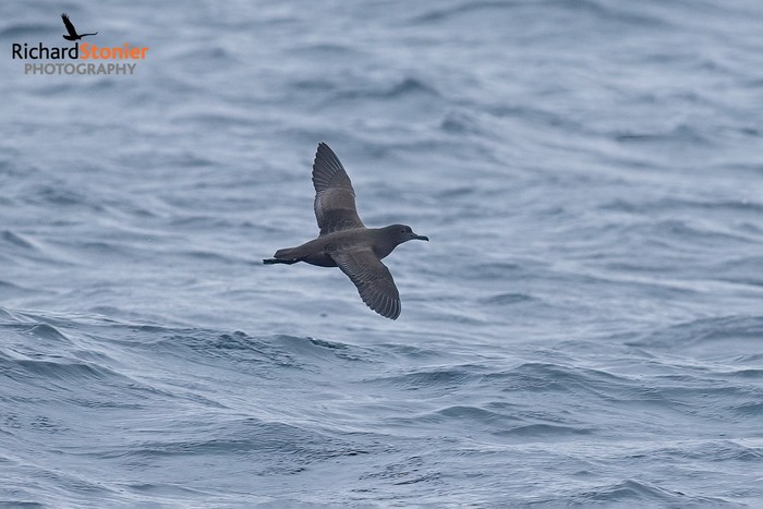 Sooty Shearwater