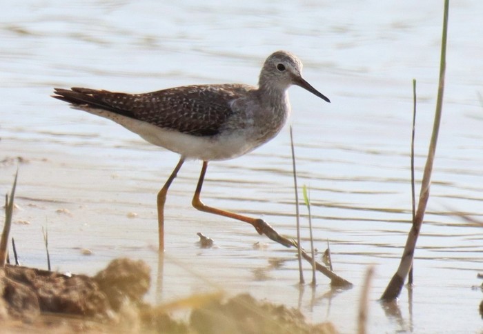 Lesser Yellowlegs