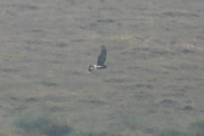 Northern Harrier