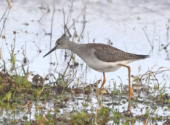 Lesser Yellowlegs