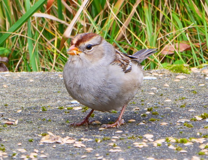 White-crowned Sparrow