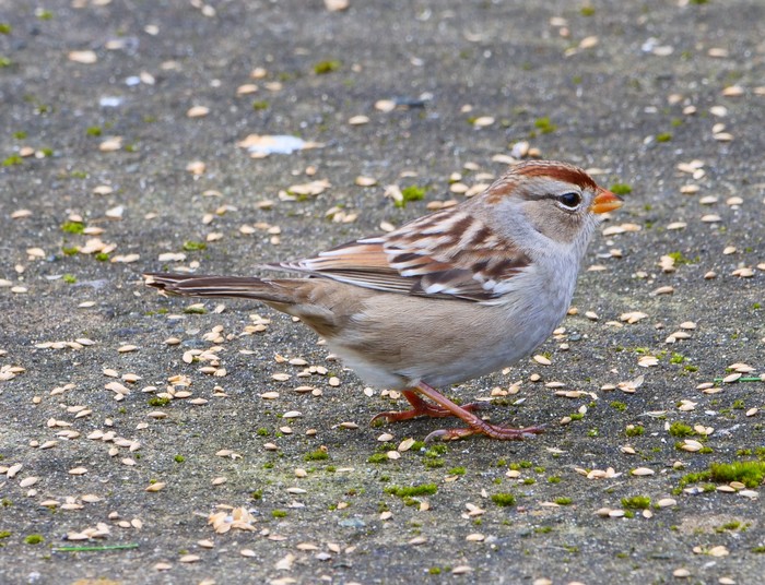 White-crowned Sparrow