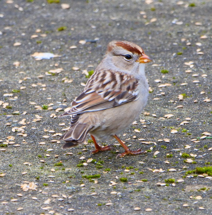 White-crowned Sparrow