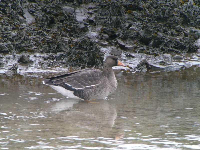 Greenland White-fronted Goose