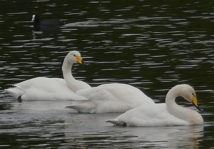 Whooper Swan