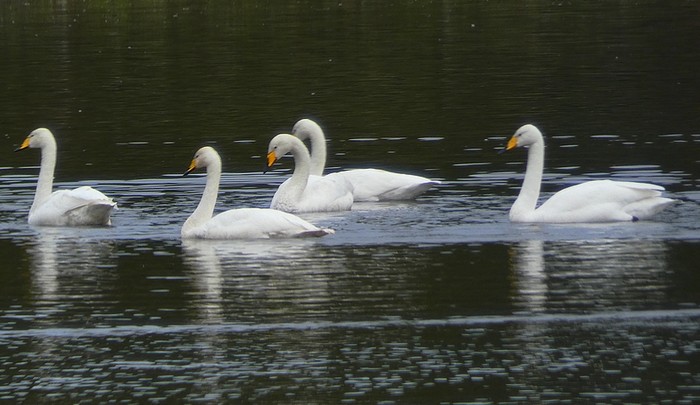 Whooper Swan