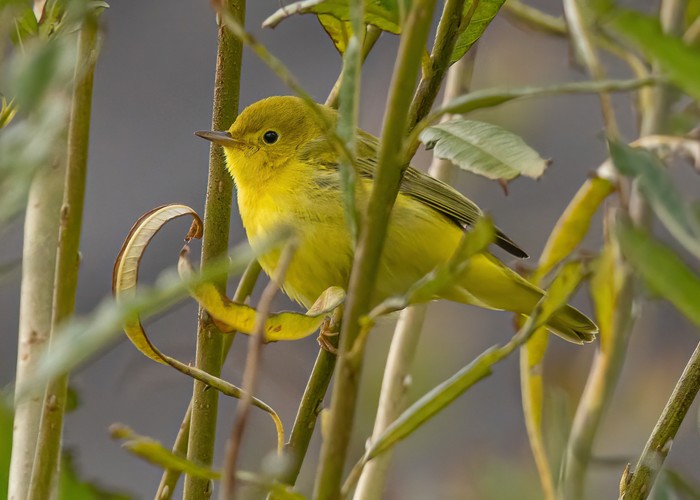 Yellow Warbler