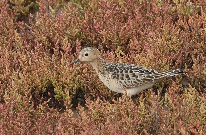 Buff-breasted Sandpiper