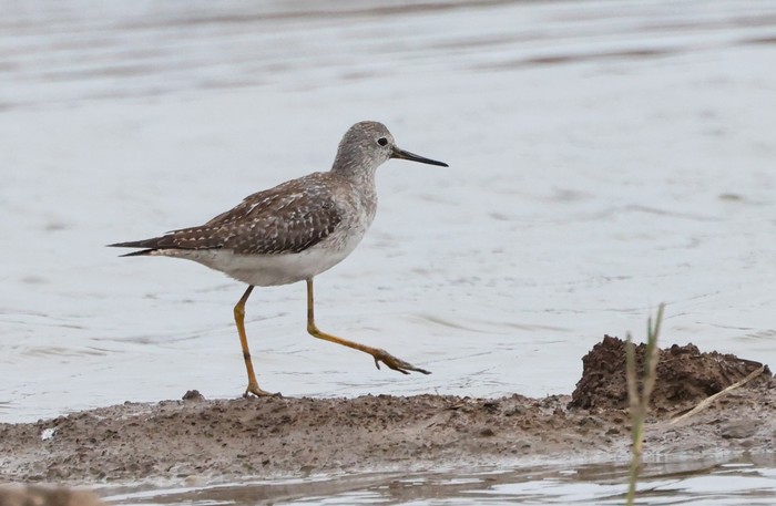 Lesser Yellowlegs