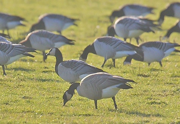 Richardson's Canada Goose
