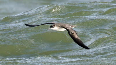 Manx Shearwater