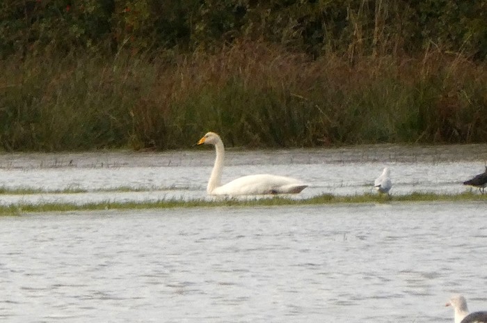 Whooper Swan