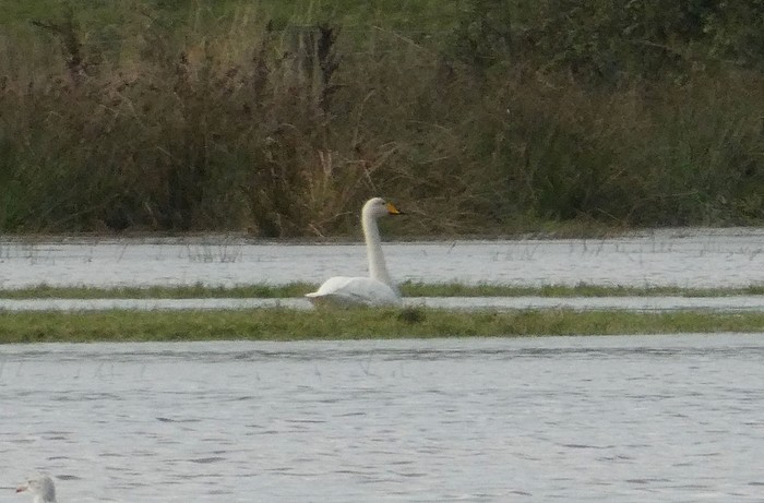 Whooper Swan