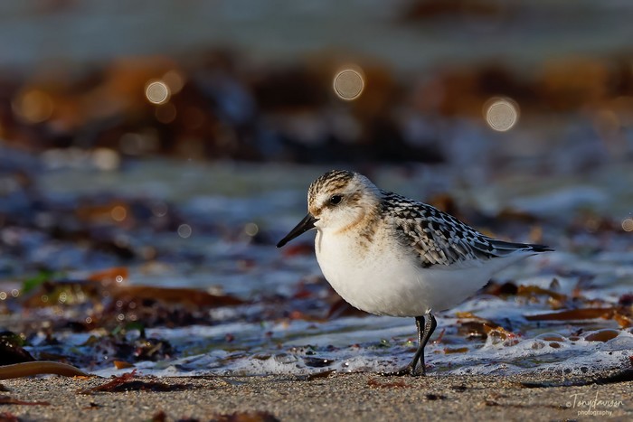 Sanderling