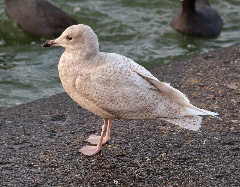 Iceland Gull