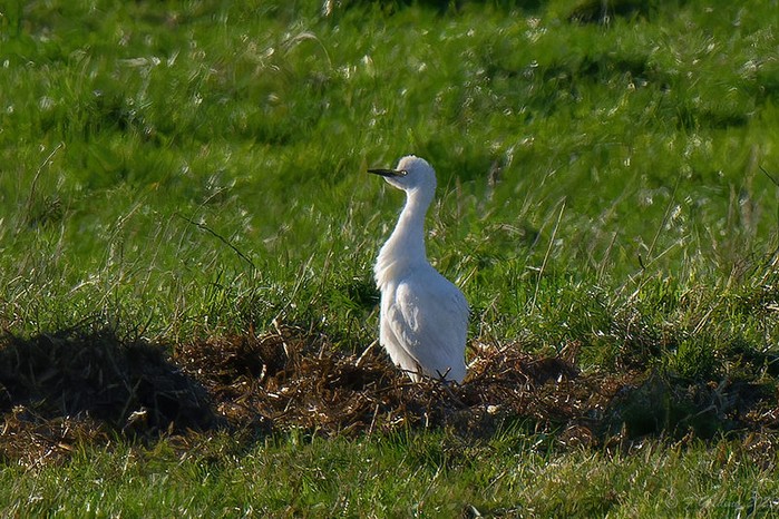 Cattle Egret