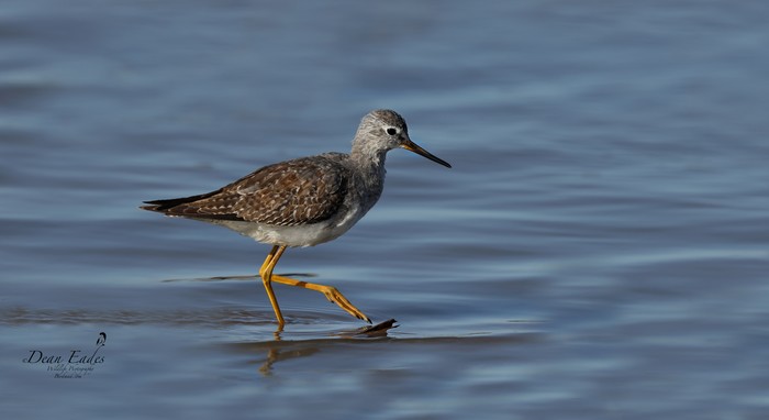 Lesser yellowlegs