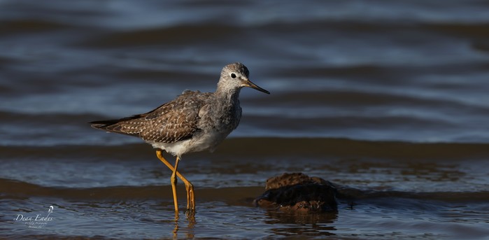Lesser Yellowlegs