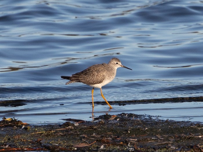 Lesser Yellowlegs