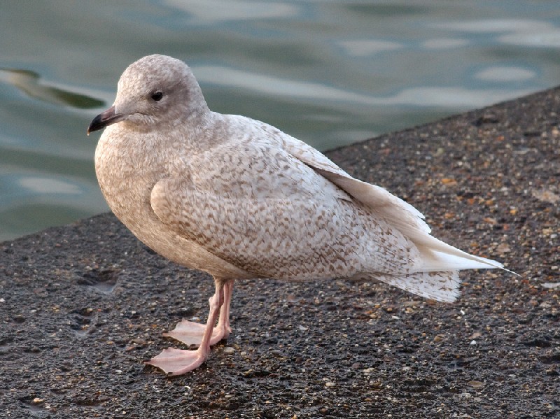 Iceland Gull