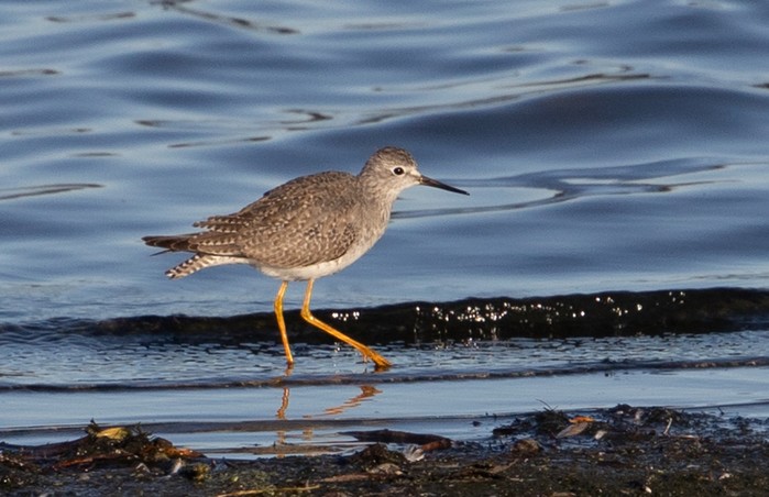 Lesser Yellowlegs