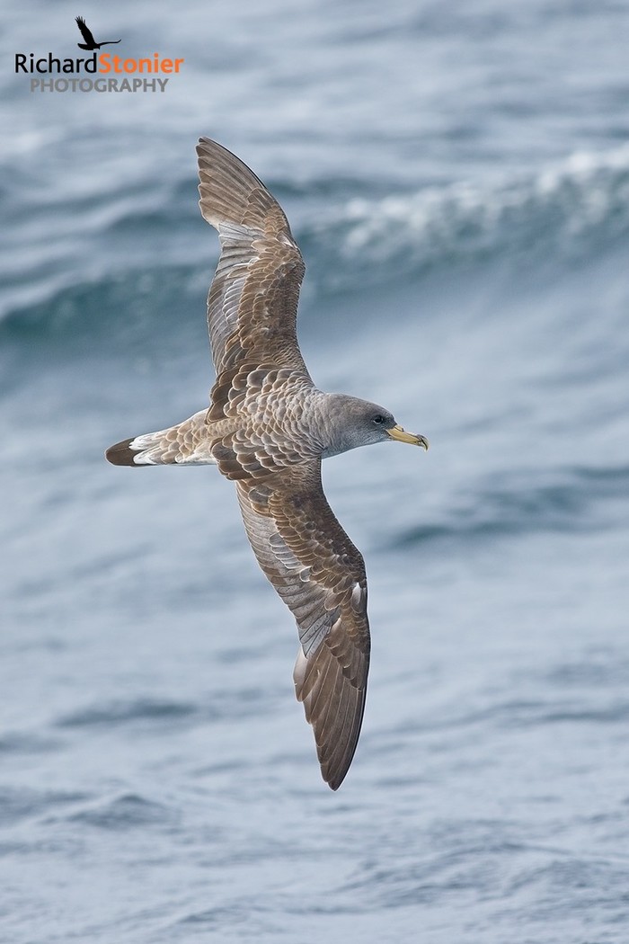 Cory's Shearwater