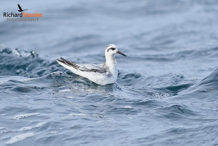 Grey Phalarope