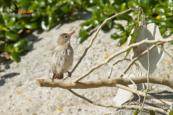 Rose-coloured Starling