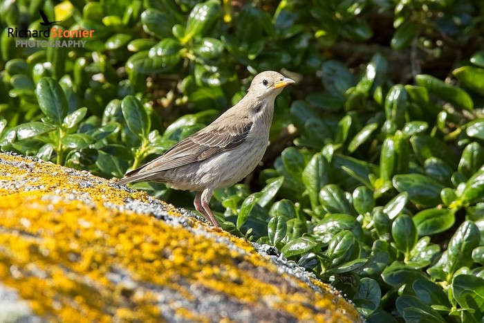 Rose-coloured Starling