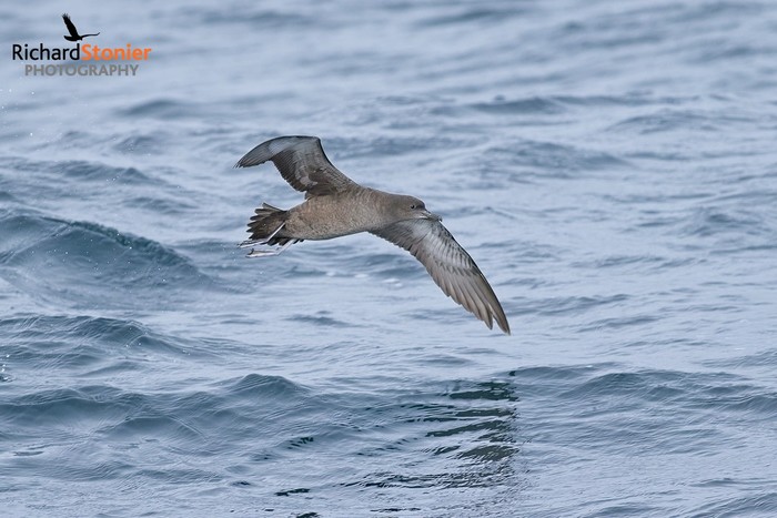 Sooty Shearwater