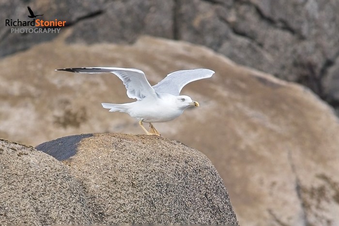 Yellow-legged Gull