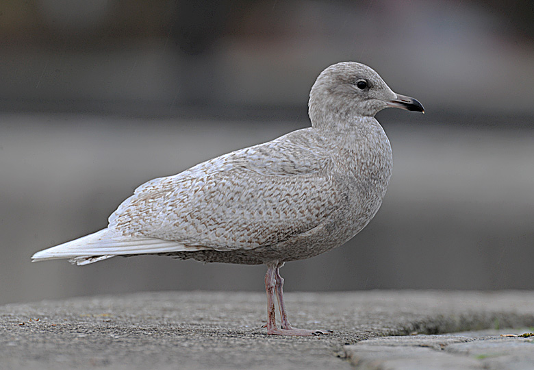 Iceland Gull