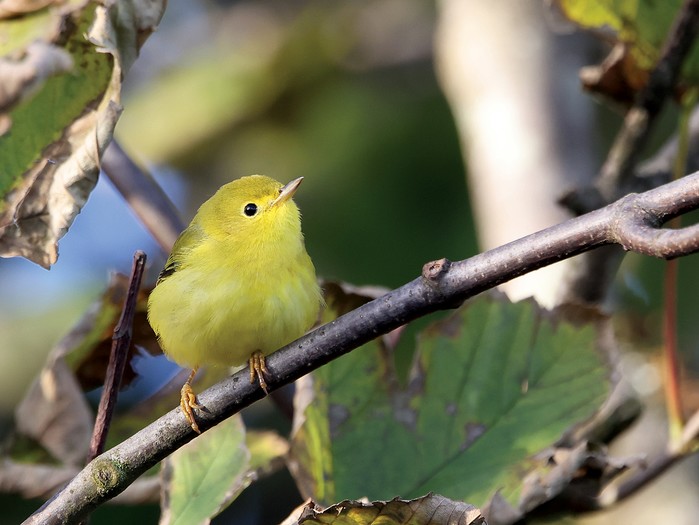Yellow Warbler