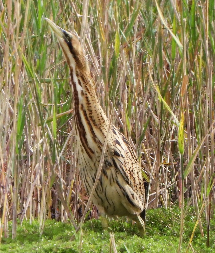 Bittern