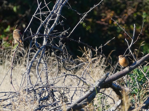 Stonechat