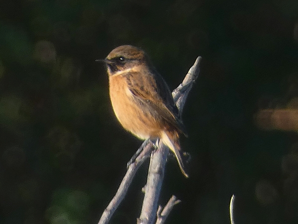 Stonechat
