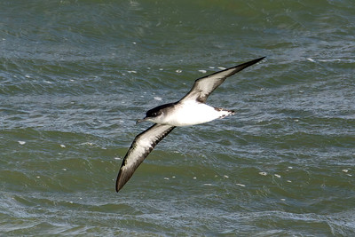 Manx Shearwater
