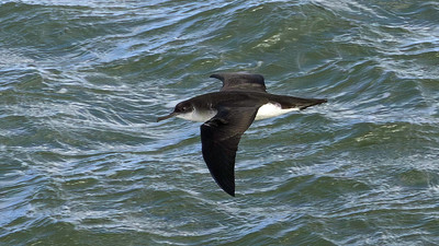 Manx Shearwater