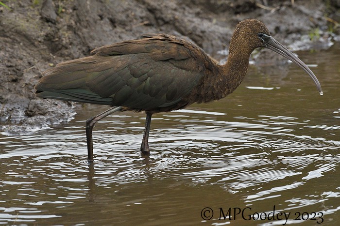 Glossy Ibis