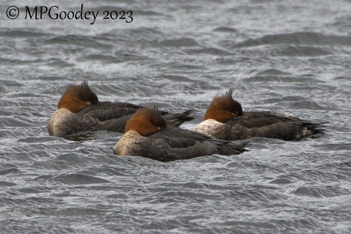 Red-breasted Merganser