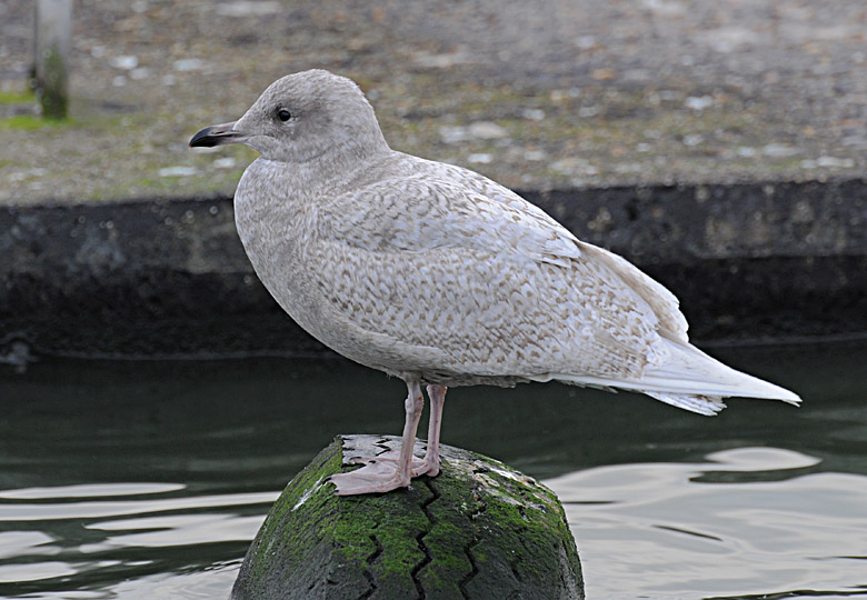 Iceland Gull